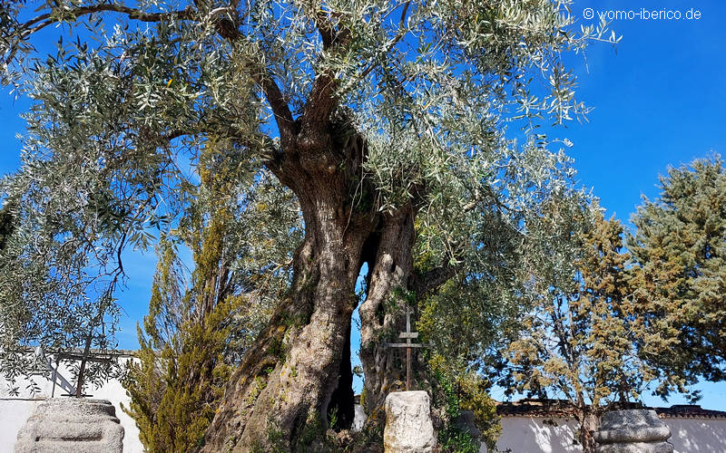 20230326 VillanuevaDuque Olive